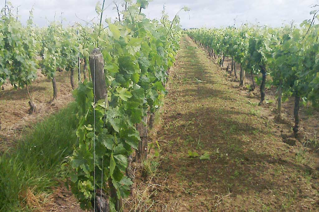 GAEC Vignobles Lacombe - Château des Illarets
